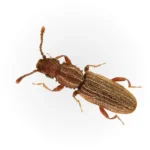 Sawtoothed-Grain-Beetle.webp