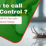 When to Call Pest Control