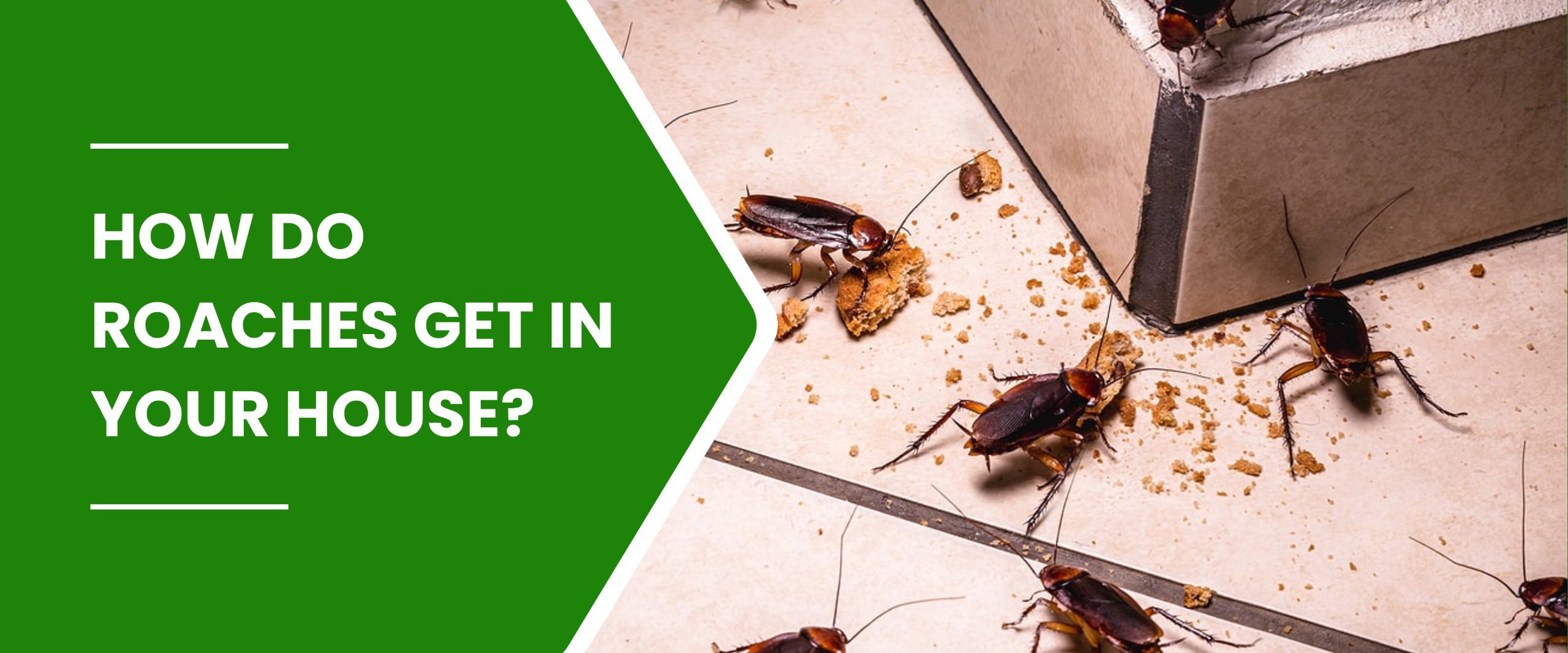 How Do Roaches Get in Your House
