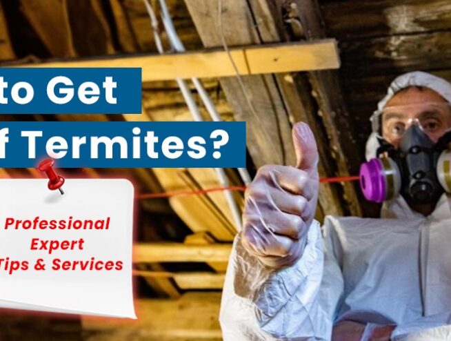 How to get rid of termites? bestatpestnyc provides professional expert tips and services for termite control.