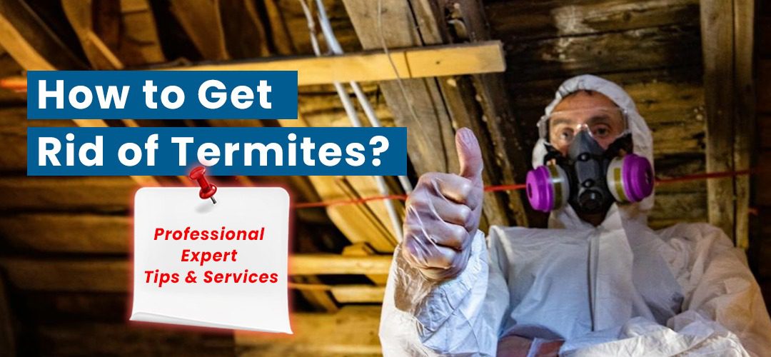 How to get rid of termites? bestatpestnyc provides professional expert tips and services for termite control.