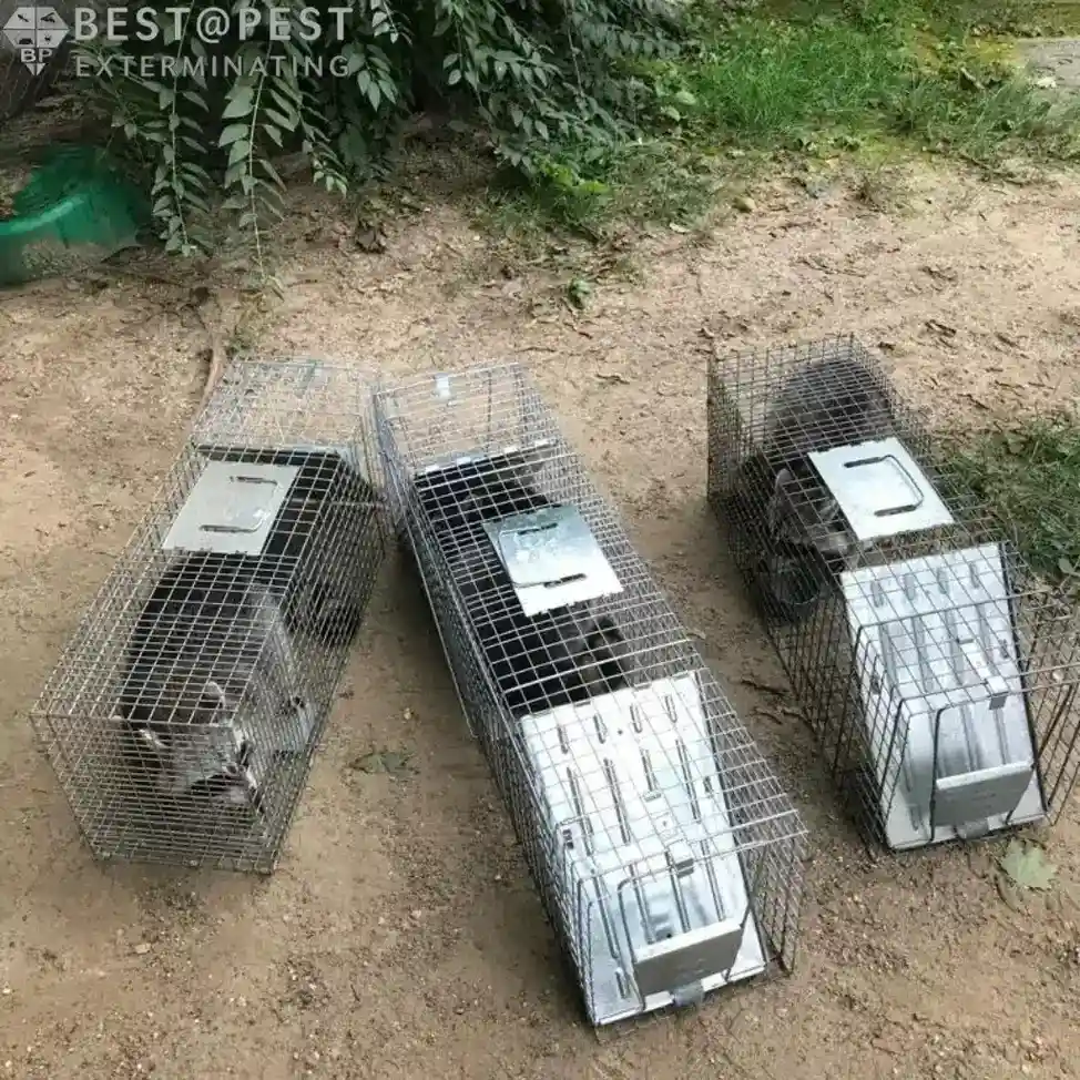 raccoon-3 (1)