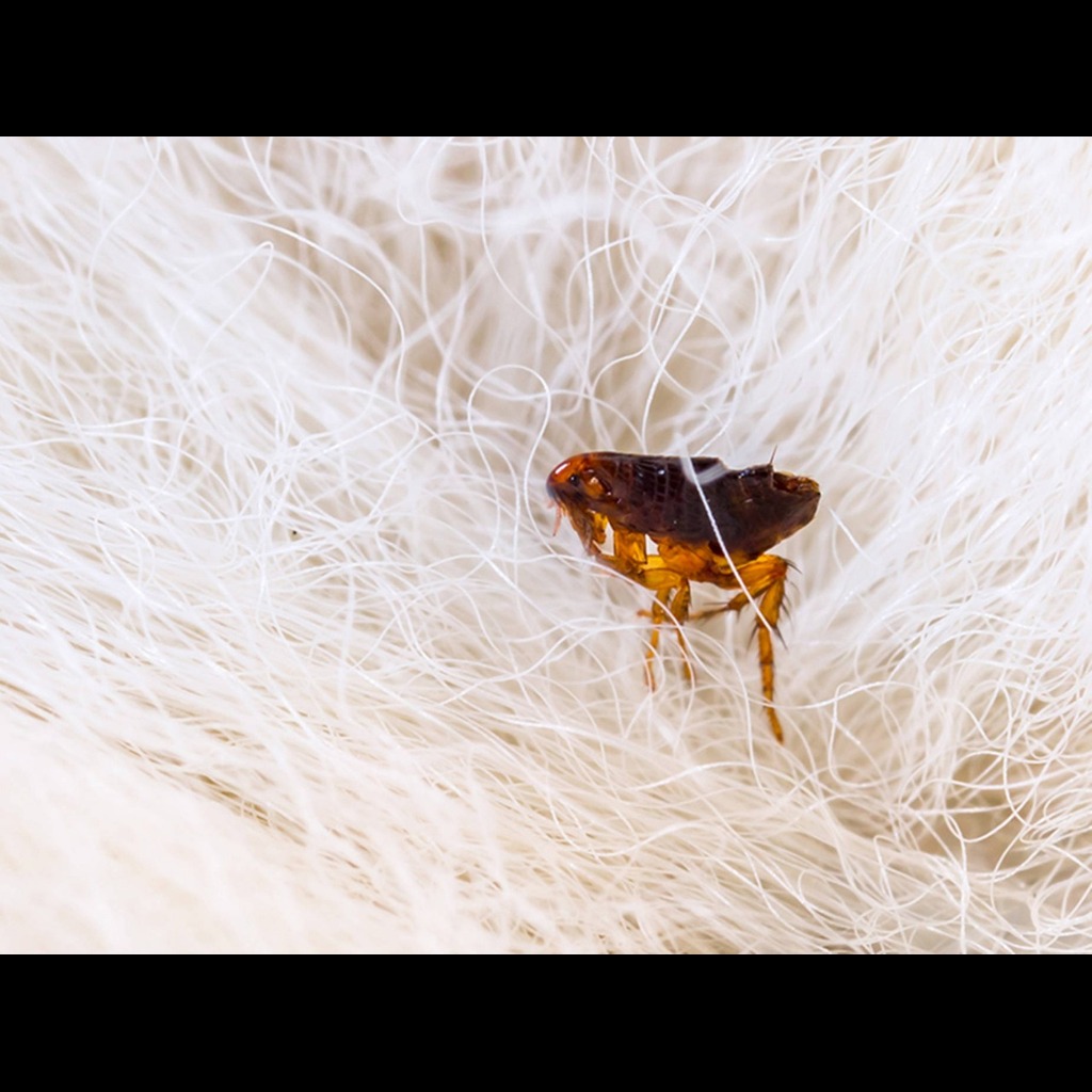 flea control